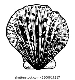 Sea shell sketch hand drawn. Pectinida scallop. Bivalve shells of sea creature, mollusk seashell. Souvenir from summer holiday on the beach. Vector graphics illustration.