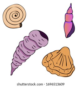 Sea shell, sketch style vector illustration isolated on white background. Realistic hand drawing of saltwater seashell, clam, conch