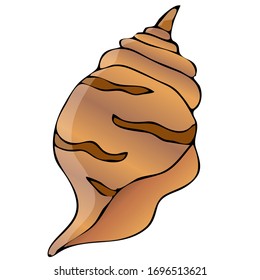 Sea shell, sketch style vector illustration isolated on white background. Realistic hand drawing of saltwater seashell, clam, conch