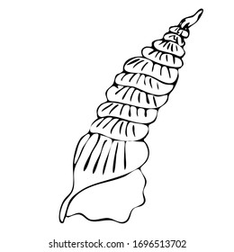 Sea shell, sketch style vector illustration isolated on white background. Realistic hand drawing of saltwater seashell, clam, conch