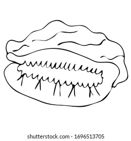 Cubierta marina, ilustración vectorial de estilo boceto aislada en fondo blanco. Dibujo manual realista de conchas de agua salada, almejas, conchas