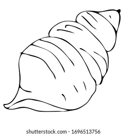 Sea shell, sketch style vector illustration isolated on white background. Realistic hand drawing of saltwater seashell, clam, conch