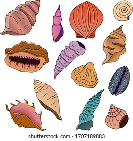 Sea shell, sketch style vector illustration isolated on white background. Realistic hand drawing of saltwater seashell, clam, conch