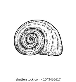 Sea shell. Snail looking conch. Hand drawn sketch style illustration. Best for summer and beach holidays designs. Vector drawing isolated on white background.
