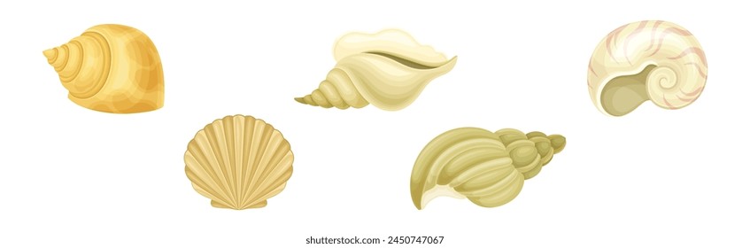 Sea Shell and Spiral Conch as Sea Object Vector Set
