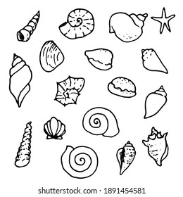 Sea shell, starfish, seashell, nautilus sea fauna ocean aquatic underwater uncolored vector set. Hand drawn marine sea shell marine coloring book style illustration of sea shells on white background.