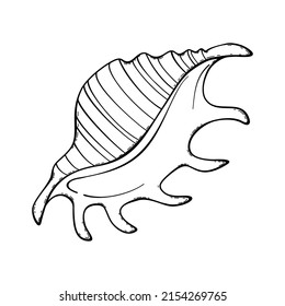 Sea shell. Vector doodle shells. Hand drawn isolated on white background.