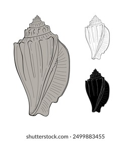 Sea shell, vector illustration isolated on white background