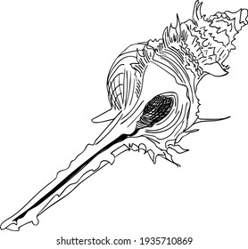 Sea shell vector illustration. Outline sketch shell on white background. Hand drawing style marine theme