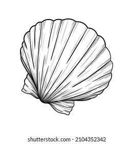 sea shell vector line illustration