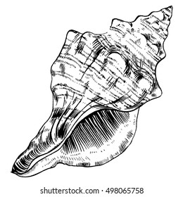 Sea shell vector monochrome texture