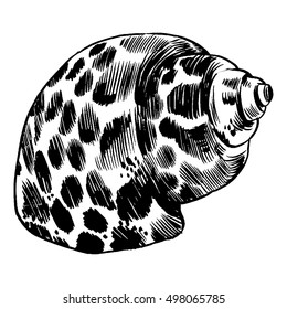 Sea shell vector monochrome texture