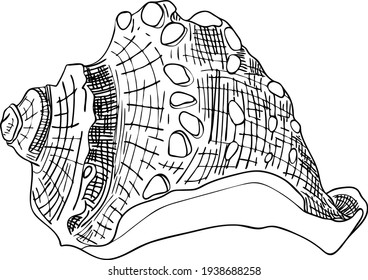 Sea Shell Vector Outline Illustration Isolated Stock Vector (Royalty ...