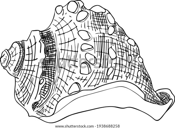 Sea Shell Vector Outline Illustration Isolated Stock Vector (Royalty ...