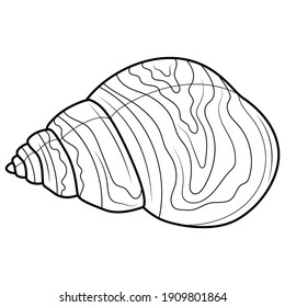 Sea shell.Coloring book  for children and adults. Illustration isolated on white background.Black and white drawing.Hand draw