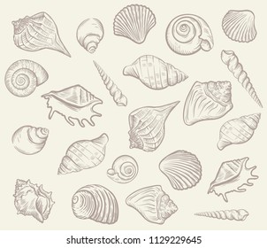 sea shellfish and seashells. vector illustration. template