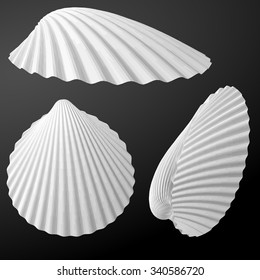 Sea shells