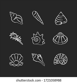 Sea shells chalk white icons set on black background. Various molluscan shells, conchology Aquatic souvenirs, seashells collection. Various cockleshell isolated vector chalkboard illustrations