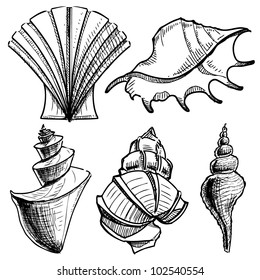 Sea shells collection. Hand drawing sketch vector illustration