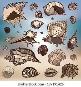 Sea shells collection. Hand drawn vector illustration. Sea background.