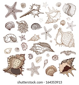 Sea shells collection. Handdrawn vector illustration