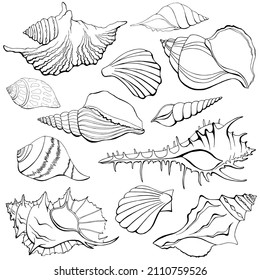 Sea shells collection isolated on white background. Monocrome clam, conch, cockleshell, bivalve set. Assorted ocean shells template.