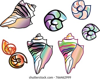 Sea shells color vector. Outline natural illustration