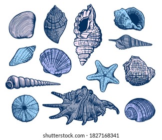 Sea shells colorful vector set. Shell beautiful hand drawn illustration. Realistic nature ocean aquatic mollusk 