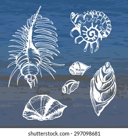 Sea shells decorative icons 