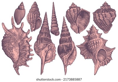 Sea shells. Design set. Editable hand drawn illustration. Vector vintage engraving. 8 EPS