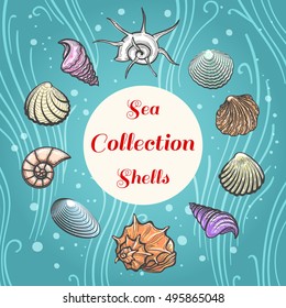 Sea shells hand drawn illustration. Beach aquatic vector shell composition with text