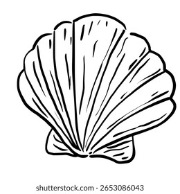 Sea Shells Hand drawn line art sketch doodle fisherman aesthetic coastal nautical illustration 