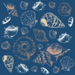 Sea Shells. Hand Drawn Marine Seashell. Sketch Style Drawing Underwater Elements Different Types. Tropical Ocean Inhabitants, Exotic Wildlife Isolated Decorative Elements. Vector Set
