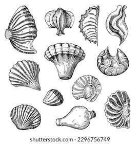 Sea shells hand drawn sketch in doodle style illustration