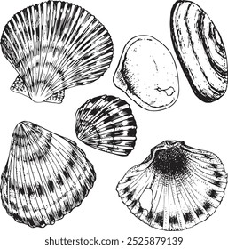 Conchas do mar - conjunto de ilustração de vetor desenhado à mão