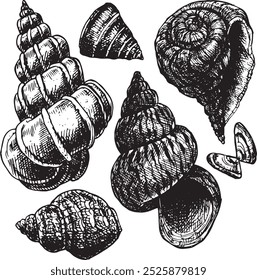 Conchas do mar - conjunto de ilustração de vetor desenhado à mão