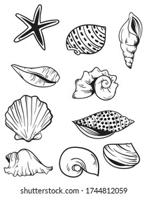 Sea shells illustration  vector drawing