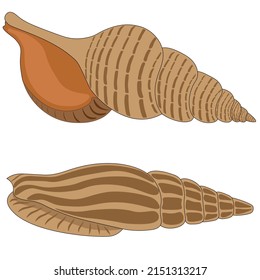 Sea shells, isolated on white background. Clip art, vector.