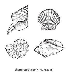 sea shells isolated on white background set, vector illustration