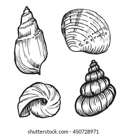 sea shells isolated on white background set, vector illustration