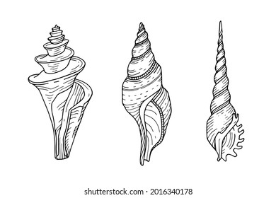 Sea shells. Line art. Sea and ocean wildlife, mollusk isolated on white background. Vector illustration for tattoo, design, and decoration. Hand-drawn sketch.