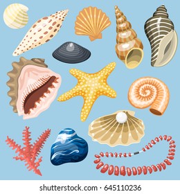 Sea shells marine cartoon clam-shell and ocean starfish coralline vector illustration.