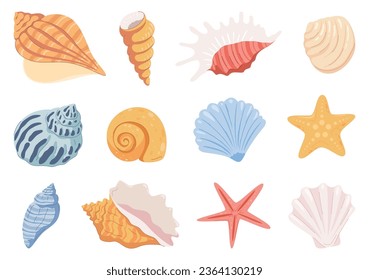 Sea shells, mollusks, stars. Beautiful colored shells of different shapes. Vector illustration