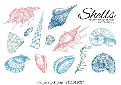 Sea shells and plants in colored sketch style, vector illustration isolated on white background. Set of hand drawn seashells and seaweed for marine or nautical design.