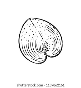 sea shells rare endangered species, Cardiidae bivalve molluscs Gastropoda Corculum cardissa or the heart cockle Indo-Pacific region. Sketch black contour on white background. Vector