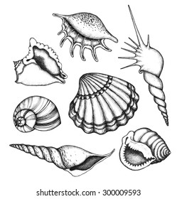 Sea shells set. Collection of hand drawn design elements.