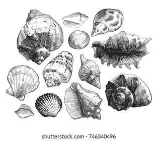 Sea shells sketch set. Black doodle seashell silhouettes isolated on white background. Vector ocean life hand drawn illustration.