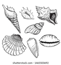 Sea shells sketch set. Hand drawn vector drawing of different types sea and ocean shells. Vector illustrations collection isolated on white background.