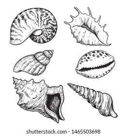 Sea shells sketch set. Hand drawn vector drawing of different types sea and ocean shells. Vector illustrations collection isolated on white background.