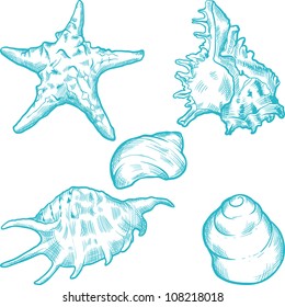 Sea shells and star. Hand drawn illustration in vintage style.